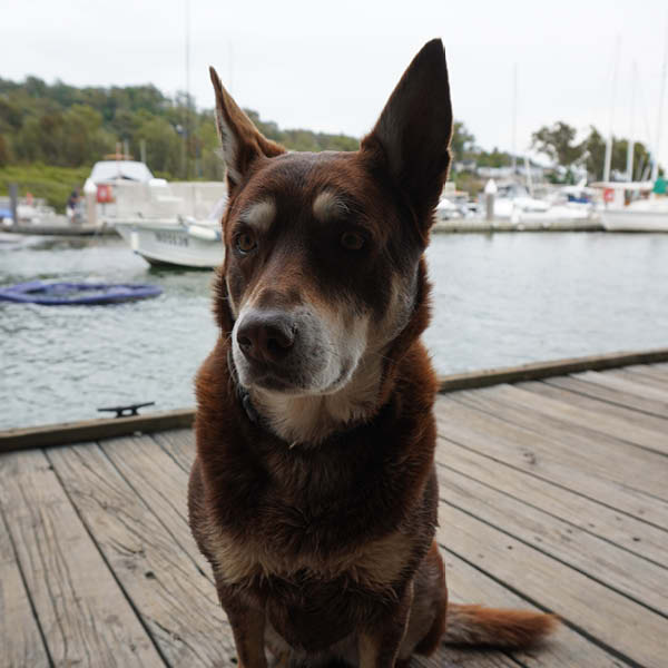 Dog ambassador Dog ambassador